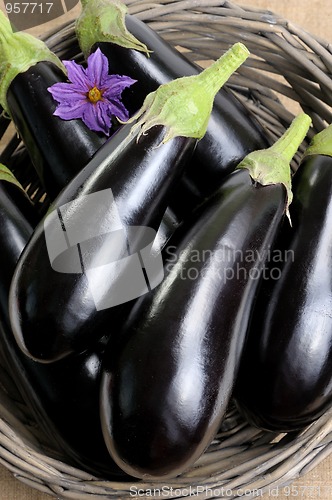 Image of Eggplants.