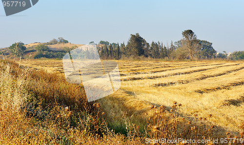 Image of Harvesting