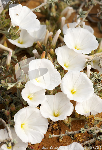 Image of Bindweed on the sand