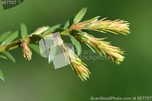 Image of Sprig of Tree