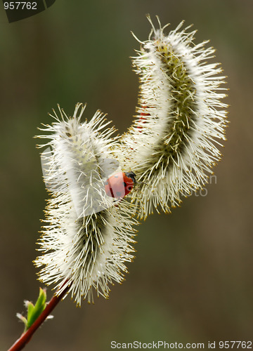 Image of Spring 