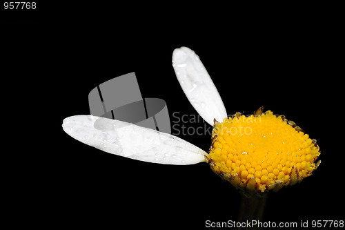 Image of Flower of chamomile.