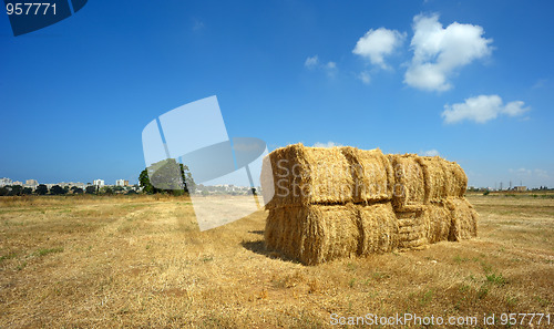 Image of Harvesting