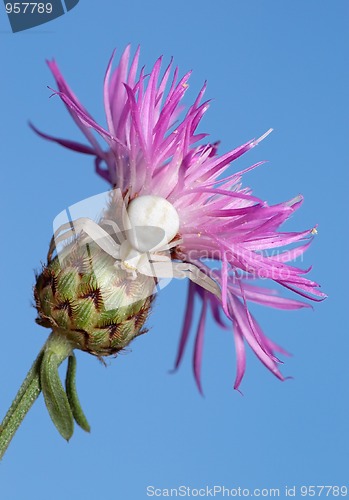 Image of white spider on flower.