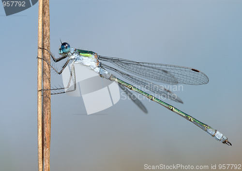 Image of Dragonfly close 