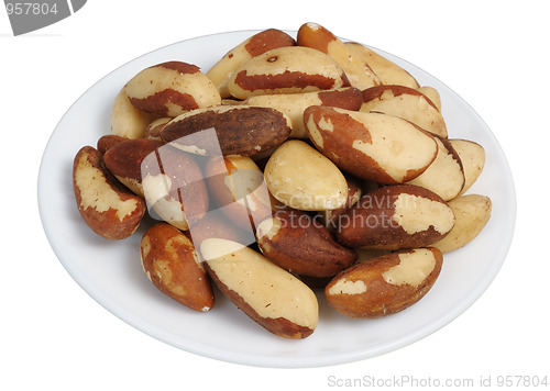 Image of Brazil Nut (Bertholletia excelsa)