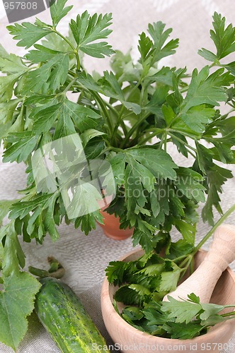 Image of Parsley (Petroselinum crispum)