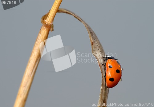 Image of Ladybird on a blade of grass