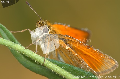 Image of Butterfly Large Skipper (Ochlodes sylvanus).