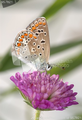 Image of Copper-butterfly on a clover