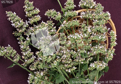 Image of catmint (Nepeta cataria)