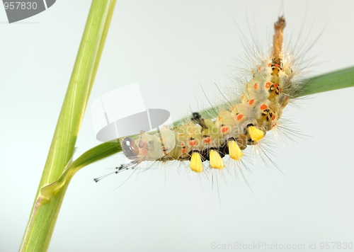 Image of Caterpillar.