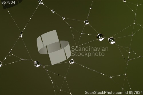 Image of Drops on the web 