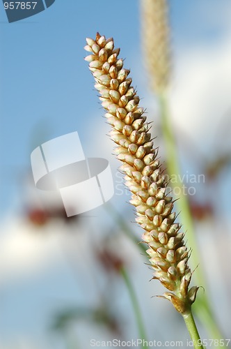 Image of Meadow in early summer.