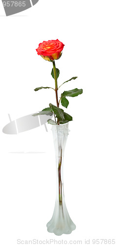Image of Red rose, isolated