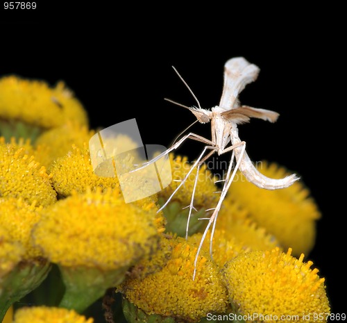 Image of The tiny  White Plume Moth Pterophorus pentadactyla