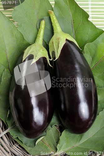 Image of Eggplants.