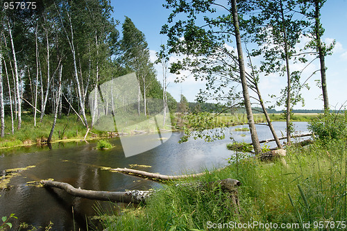 Image of Lake in the forest