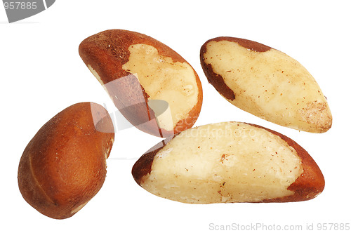 Image of Brazil Nut (Bertholletia excelsa)