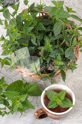 Image of Mint (Mentha).