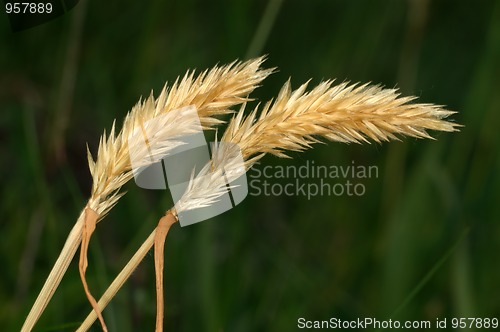 Image of Spikelets
