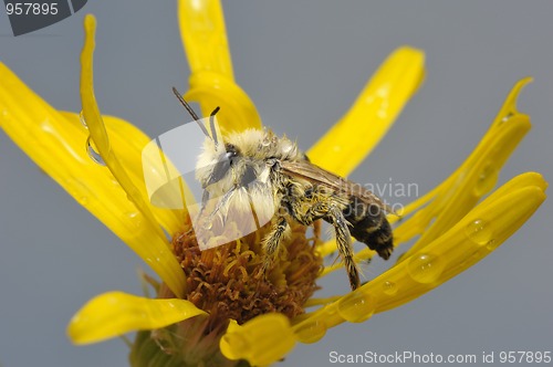 Image of A bee on a flower