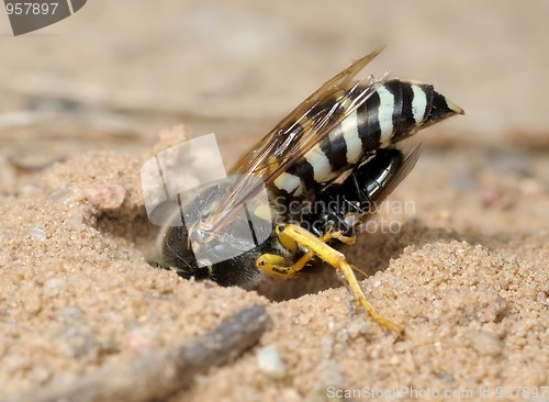 Image of Wasp Bembex rostratus with prey