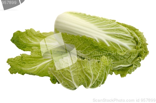 Image of Beijing cabbage, isolated