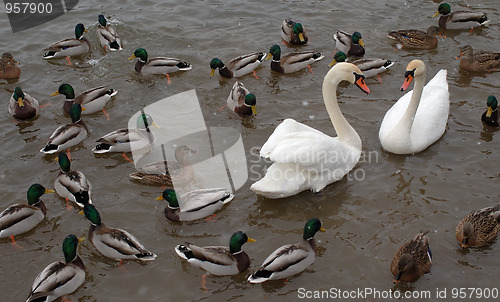 Image of The birds winter in the city