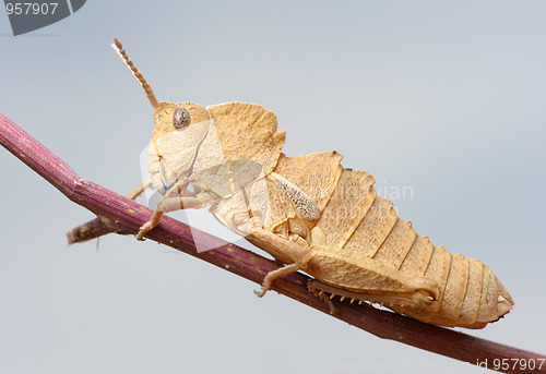 Image of Grasshopper