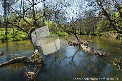 Image of River in the forest