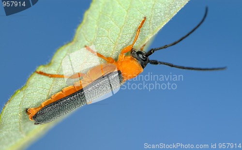 Image of Longicorn beetle