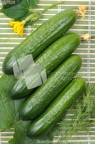 Image of Cucumbers