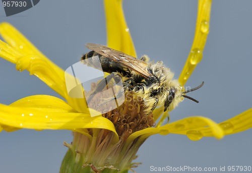 Image of A bee on a flower