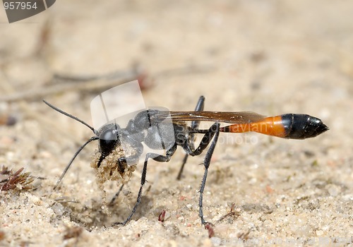 Image of Wasp Ammophila sabulosa