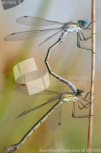 Image of Two dragonflies 
