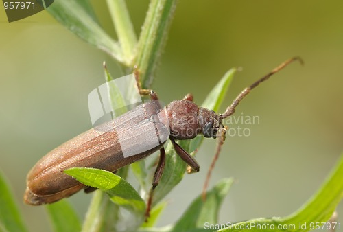 Image of Longicorn beetle on a branch.