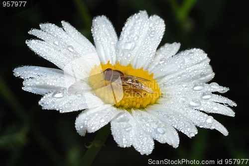 Image of Fly on a flower among the drops of dew.