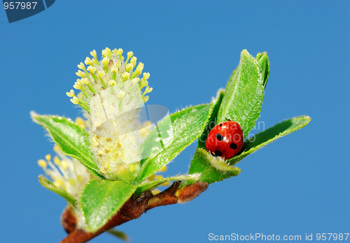 Image of Ladybird on twigs