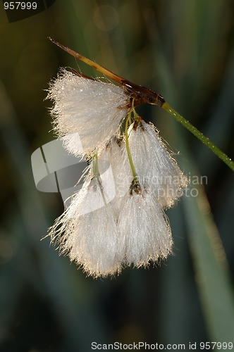 Image of Morning dew