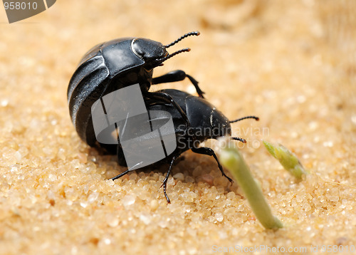 Image of Darkling beetles on the sand