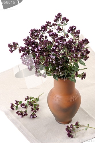 Image of Origan (Origanum vulgare)