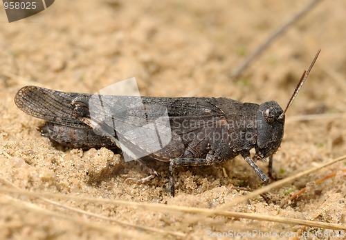 Image of Grasshopper Oedipoda caerulescens