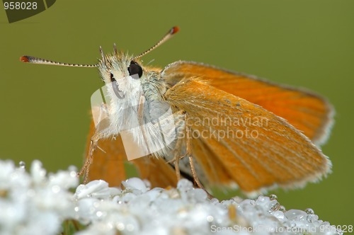 Image of Butterfly Large Skipper (Ochlodes sylvanus).