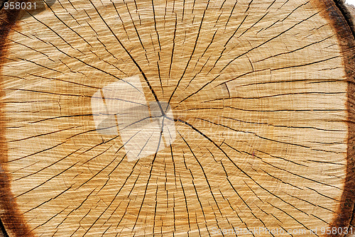 Image of Saw cut