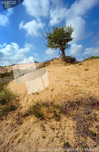 Image of Lonely tree among the sand