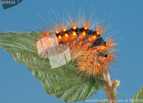 Image of Fiery-red caterpillar.