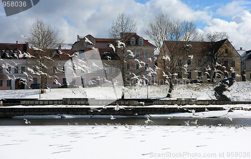 Image of Birds over the old city