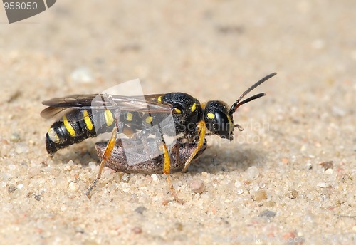 Image of Wasp Sphex