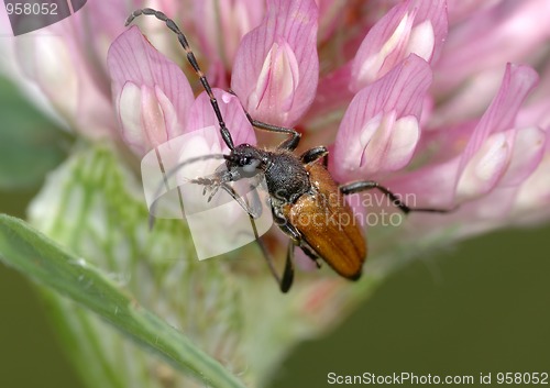 Image of Longicorn beetle on a flower. 